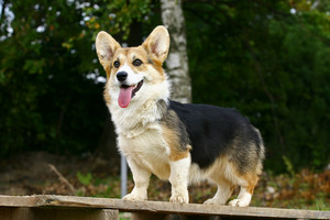 dog physical therapist