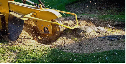 stump removal Adelaide Hills