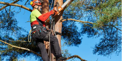 arborist Adelaide Hills