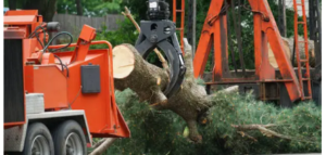 tree removal Adelaide Hills