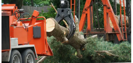 tree removal Adelaide Hills